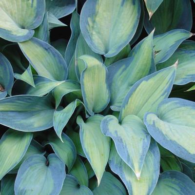 Hosta 'Paradise Joyce'